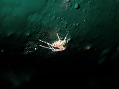 Platnickina maculata