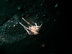 Platnickina maculata