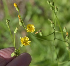 Crepis pulchra