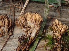 Phaeoclavulina eumorpha