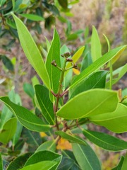 Syzygium guineense