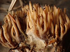 Phaeoclavulina eumorpha