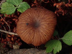Omphalina pyxidata