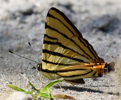Dodona adonira