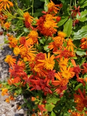 Pseudogynoxys chenopodioides