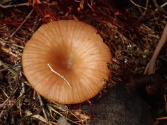 Omphalina pyxidata