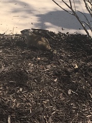 Poliocitellus franklinii