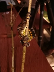 Dendropsophus marmoratus