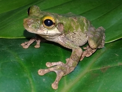 Osteocephalus buckleyi