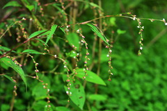 Persicaria pubescens