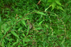 Persicaria pubescens