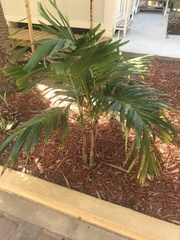 Dypsis lutescens