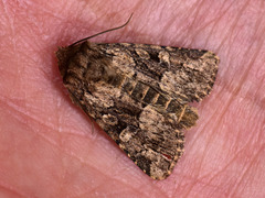 Clemathada calberlai