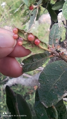 Sphaeroteras pulchripennis