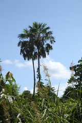 Saribus rotundifolius