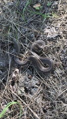 Coronella austriaca austriaca