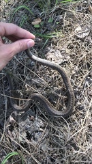 Coronella austriaca austriaca