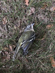 Vireo solitarius