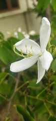 Bauhinia acuminata