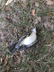 Vireo solitarius