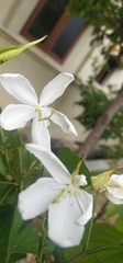Bauhinia acuminata