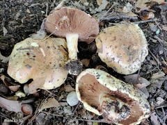Cortinarius atkinsonianus