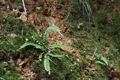 Asplenium incisum