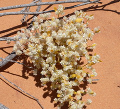 Ptilotus villosiflorus