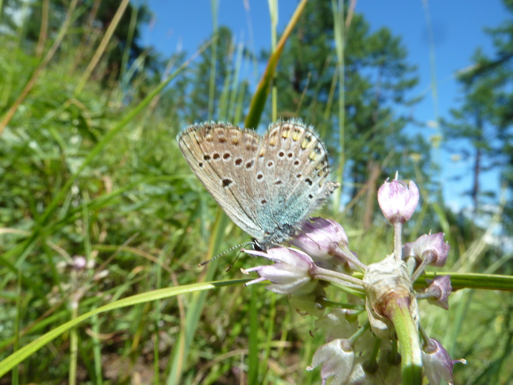 Patricius lucifera