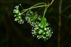 Eleutherococcus trifoliatus setosus