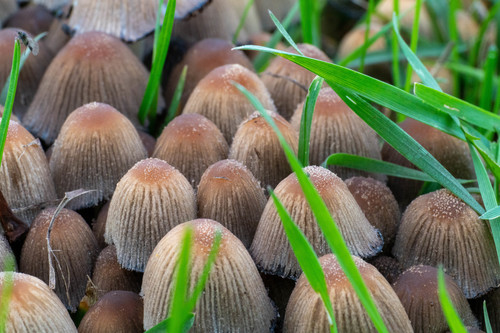 hnojník rozsiaty (Coprinellus disseminatus)