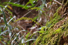 Asplenium incisum