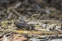 Meloimorpha japonica