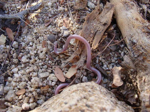 Cape Thread Snake