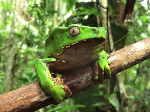 Bicoloured Tree-frog, Phyllomedusa bicolor