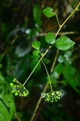 Eleutherococcus trifoliatus setosus