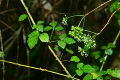Eleutherococcus trifoliatus setosus