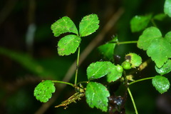 Eleutherococcus trifoliatus setosus