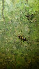 Nesogaster amoenus