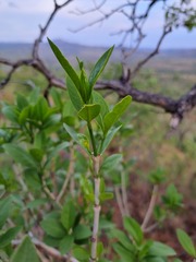 Canthium suberosum