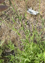 Crepis pulchra
