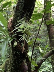 Oberonia arisanensis