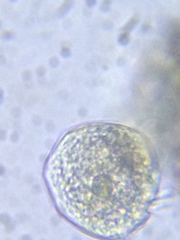 Spirotrichea