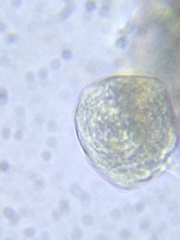 Spirotrichea