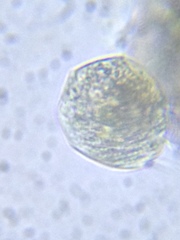 Spirotrichea