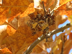 Andricus multiplicatus