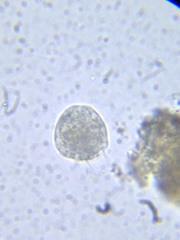 Spirotrichea