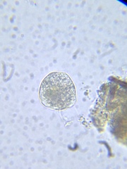 Spirotrichea
