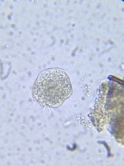 Spirotrichea