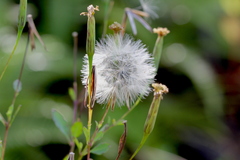 Porophyllum ruderale